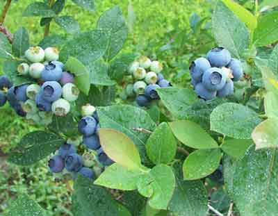 Blueberries 2007